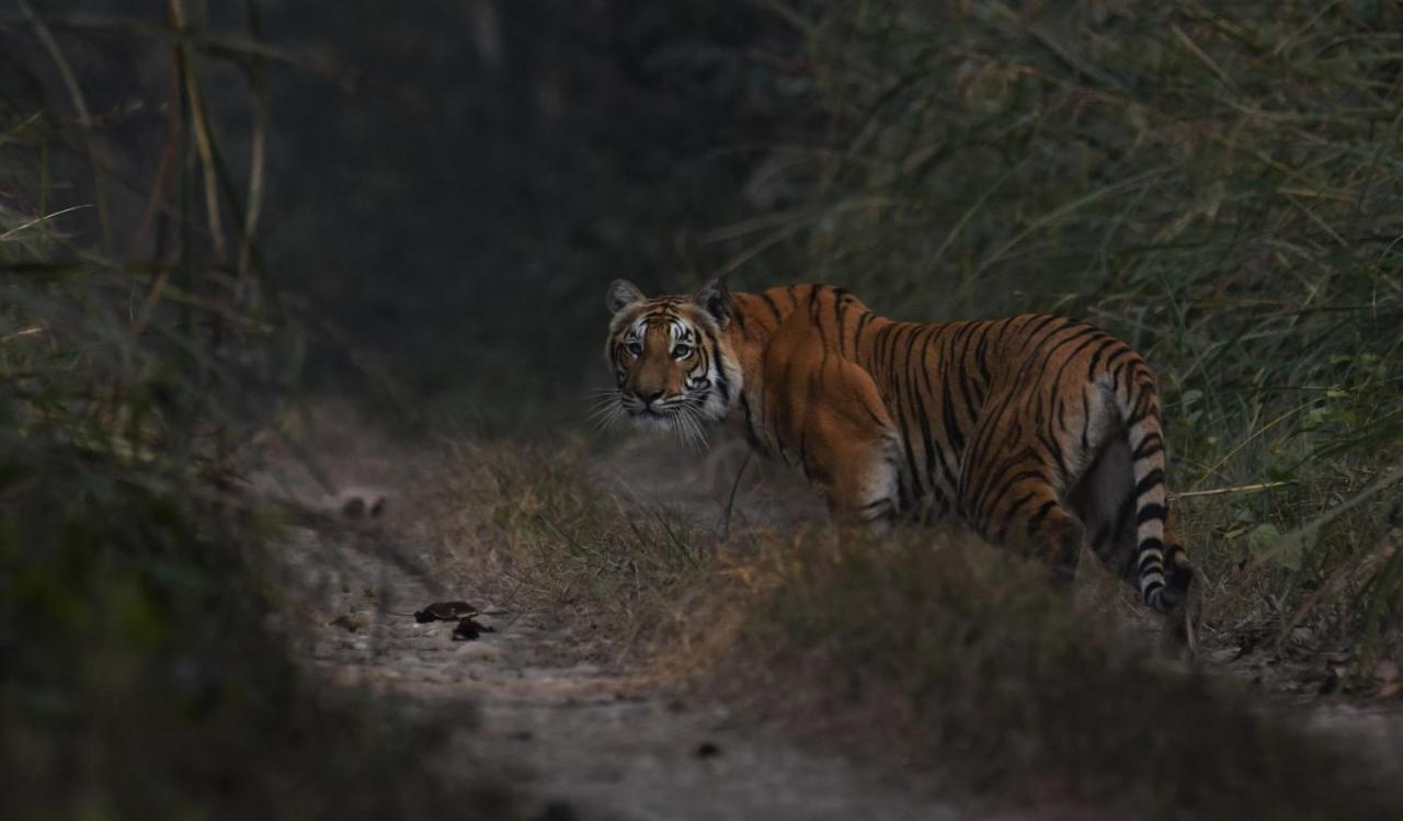 Eden Jungle Resort Sauraha Luaran gambar