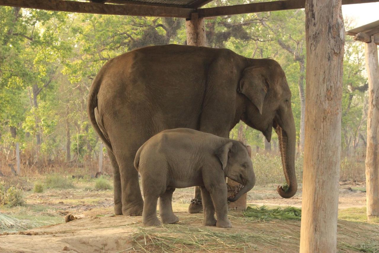 Eden Jungle Resort Sauraha Luaran gambar