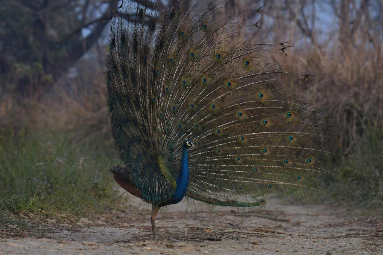 Eden Jungle Resort Sauraha Luaran gambar