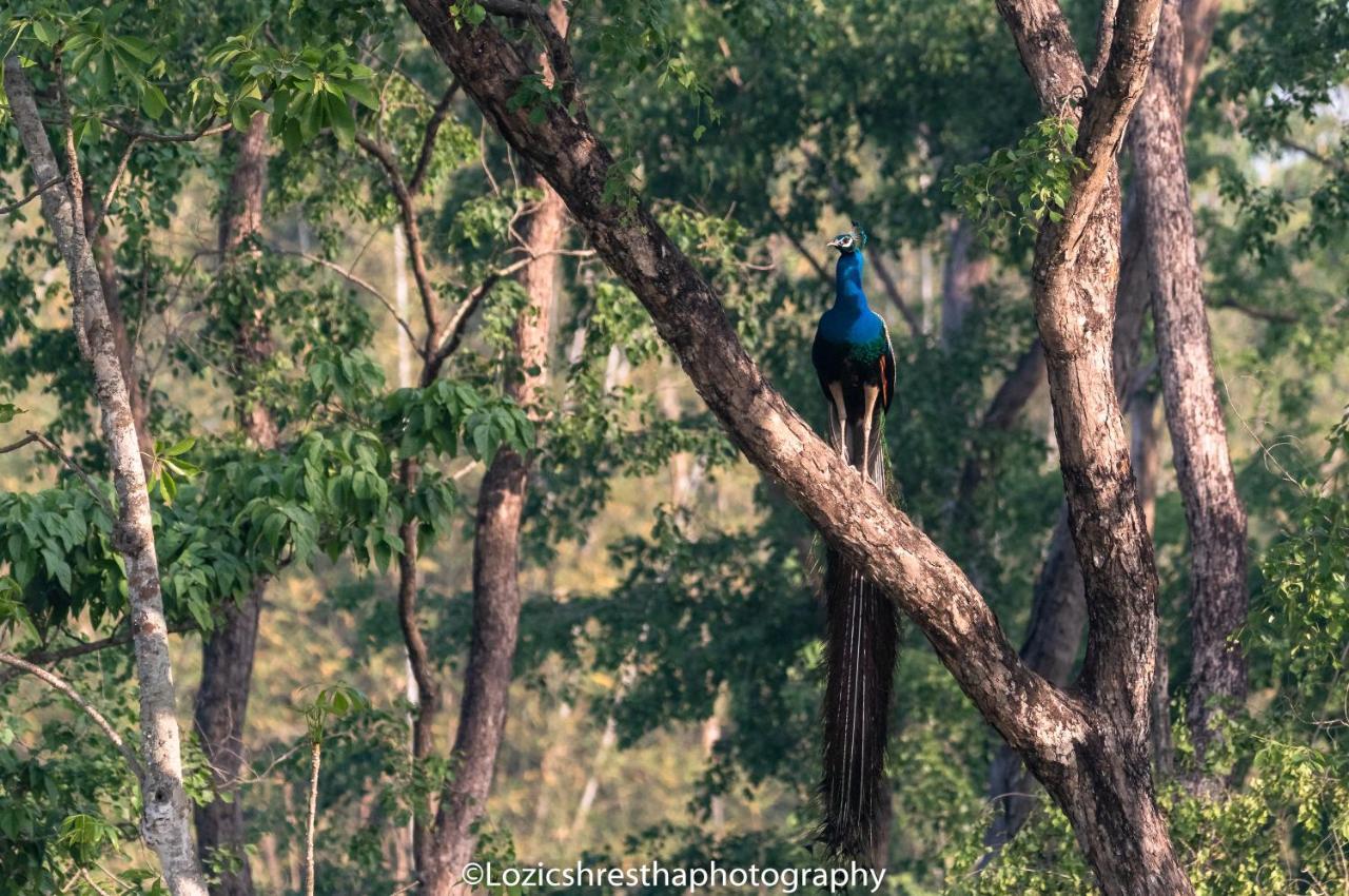 Eden Jungle Resort Sauraha Luaran gambar