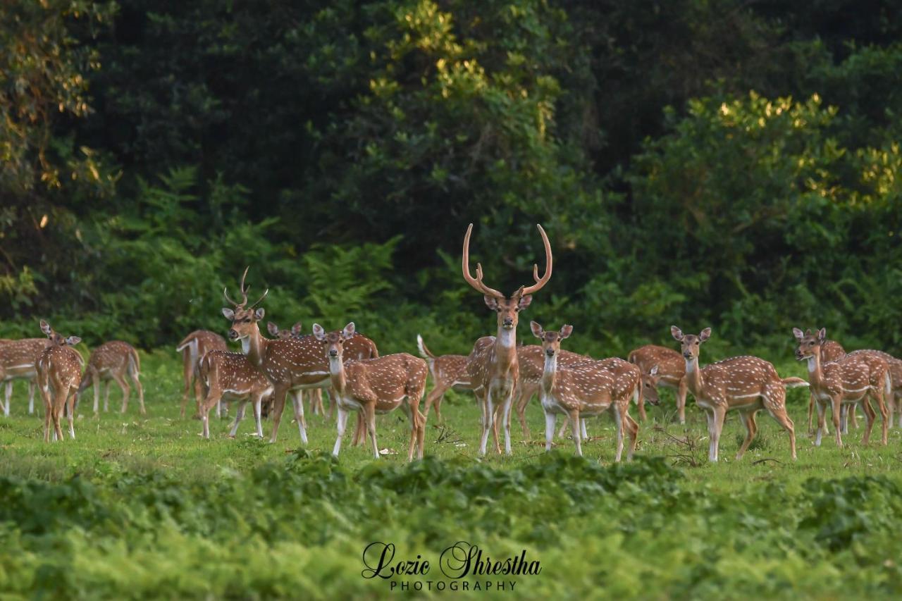 Eden Jungle Resort Sauraha Luaran gambar