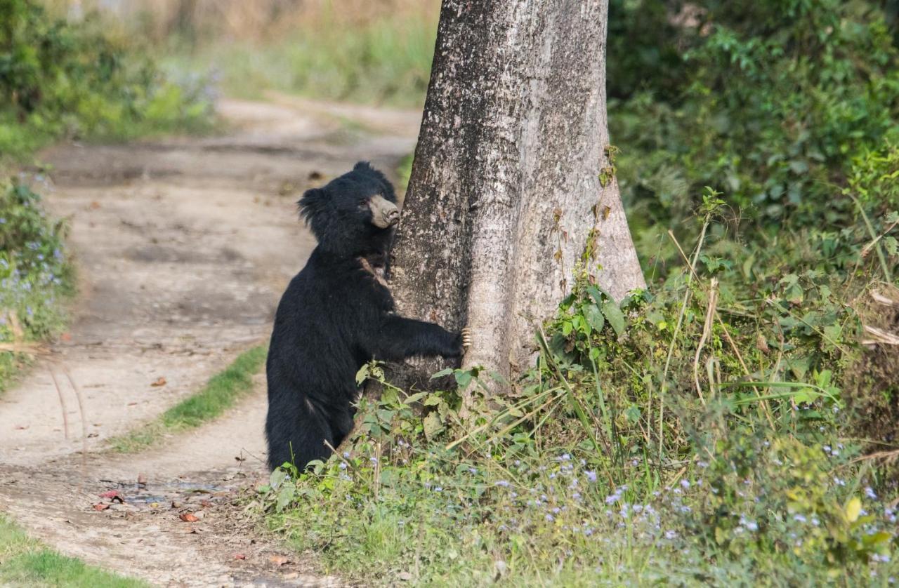 Eden Jungle Resort Sauraha Luaran gambar