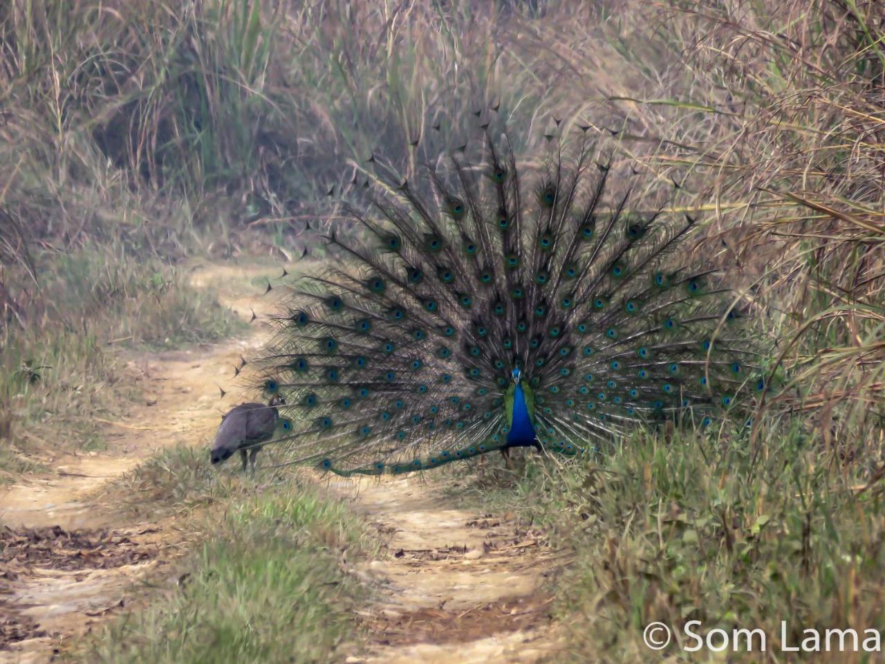 Eden Jungle Resort Sauraha Luaran gambar