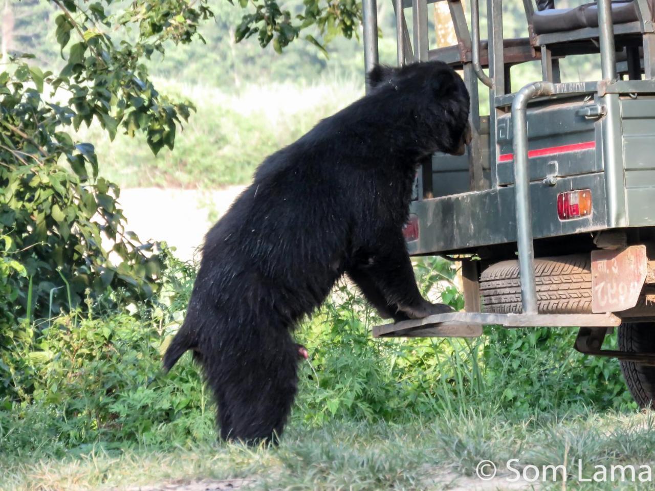 Eden Jungle Resort Sauraha Luaran gambar