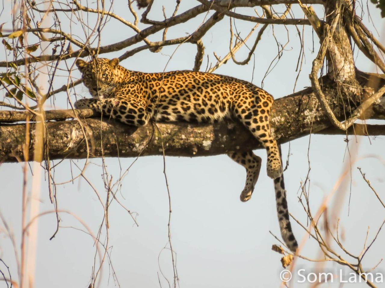 Eden Jungle Resort Sauraha Luaran gambar