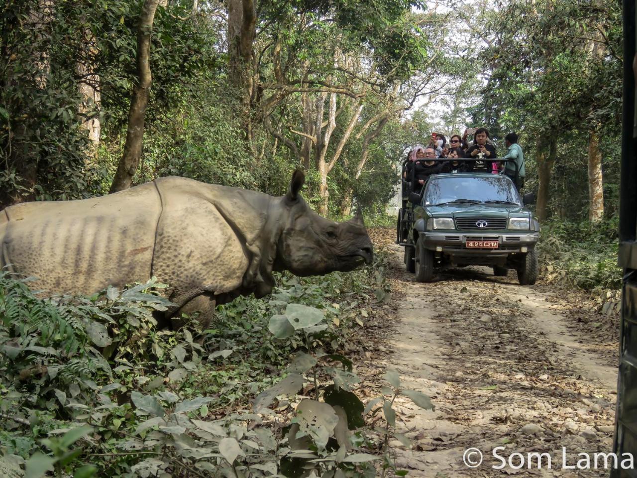 Eden Jungle Resort Sauraha Luaran gambar