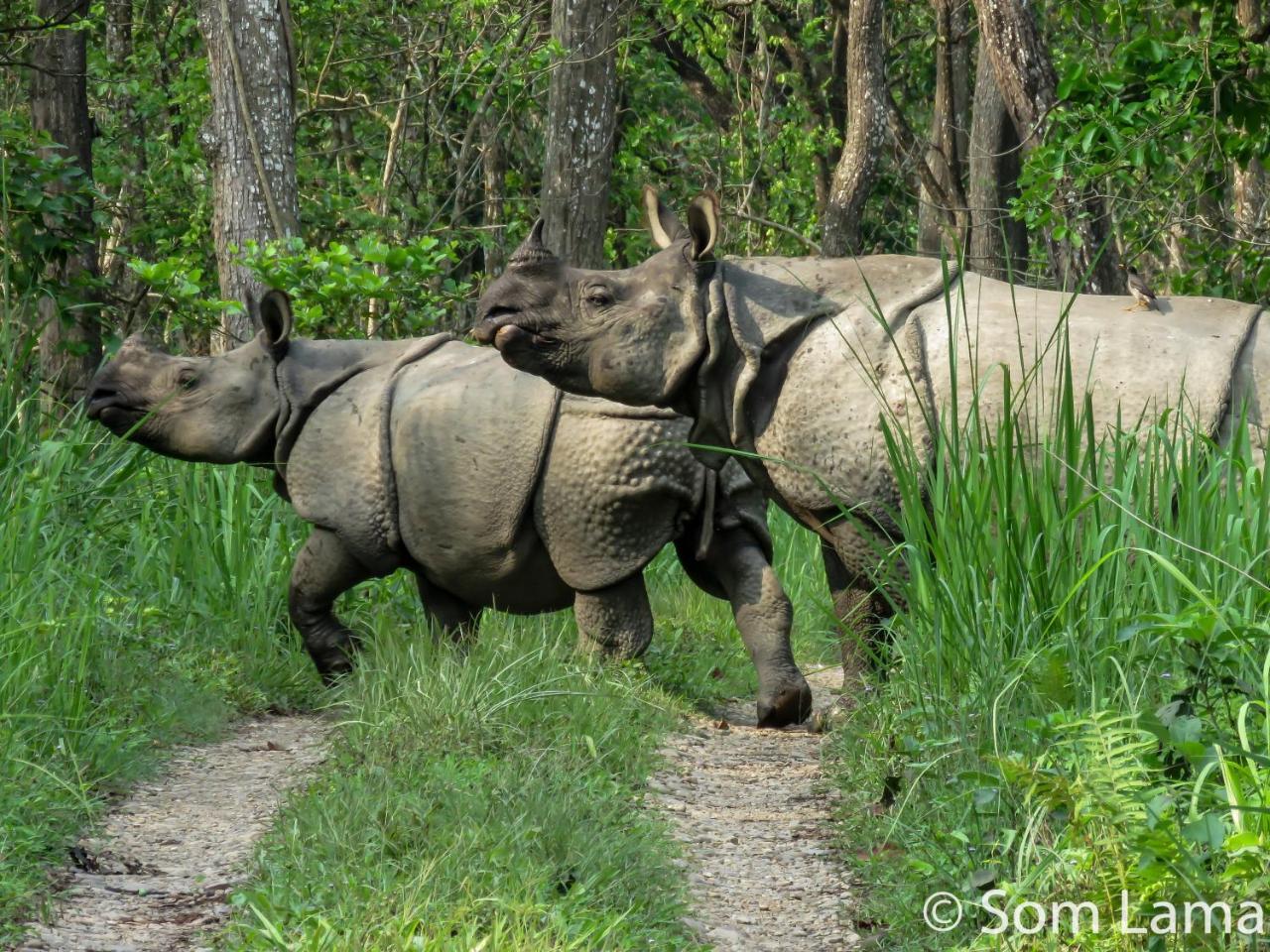Eden Jungle Resort Sauraha Luaran gambar