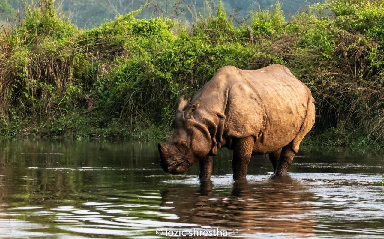 Eden Jungle Resort Sauraha Luaran gambar