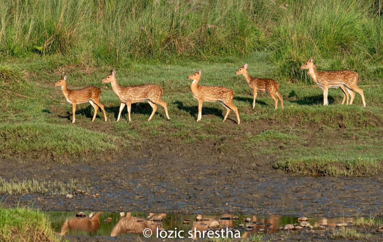 Eden Jungle Resort Sauraha Luaran gambar