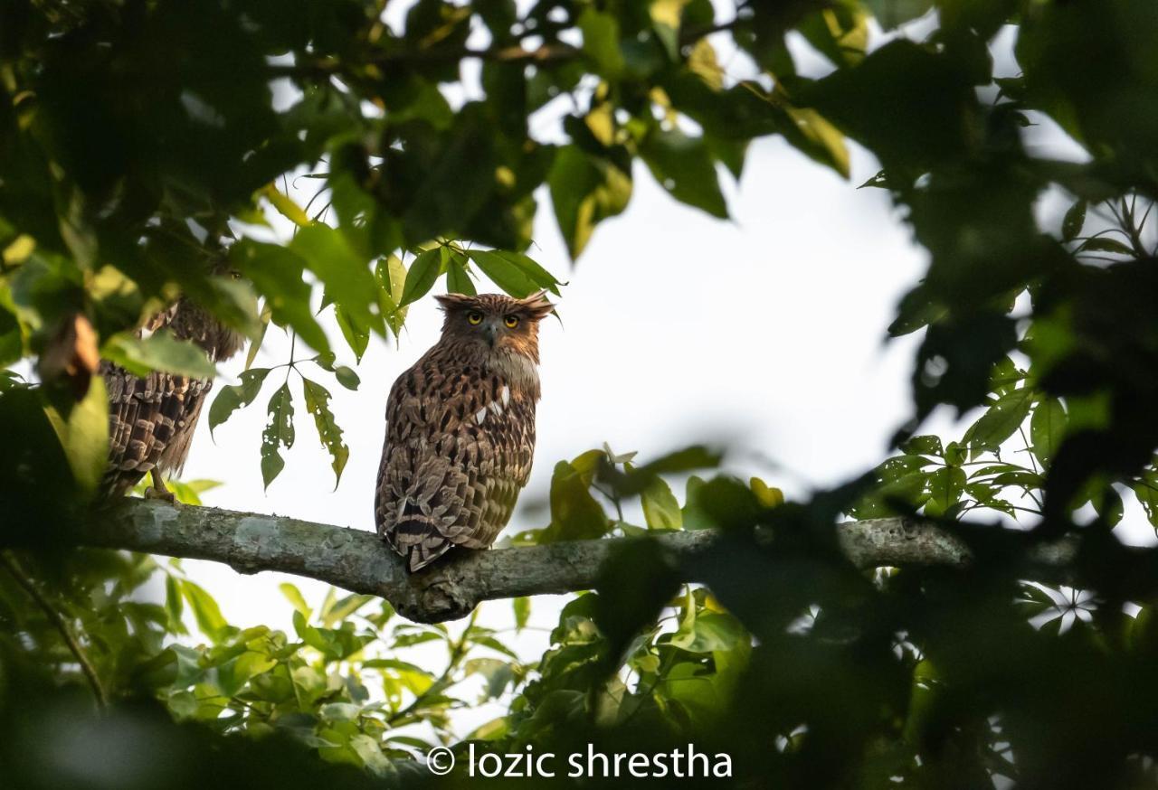 Eden Jungle Resort Sauraha Luaran gambar