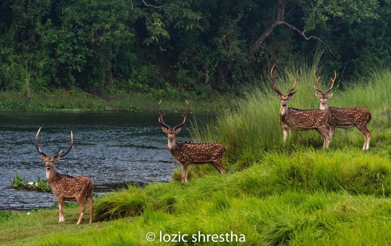 Eden Jungle Resort Sauraha Luaran gambar