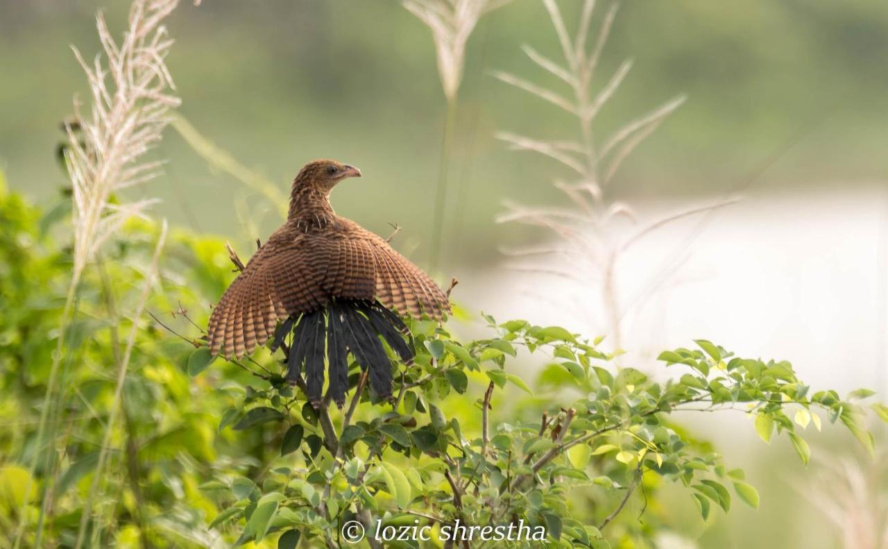 Eden Jungle Resort Sauraha Luaran gambar