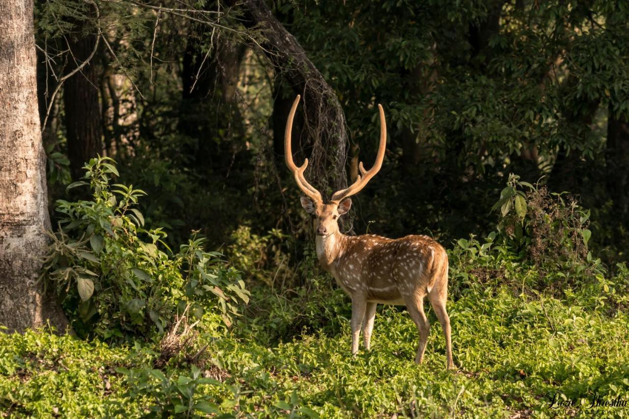Eden Jungle Resort Sauraha Luaran gambar