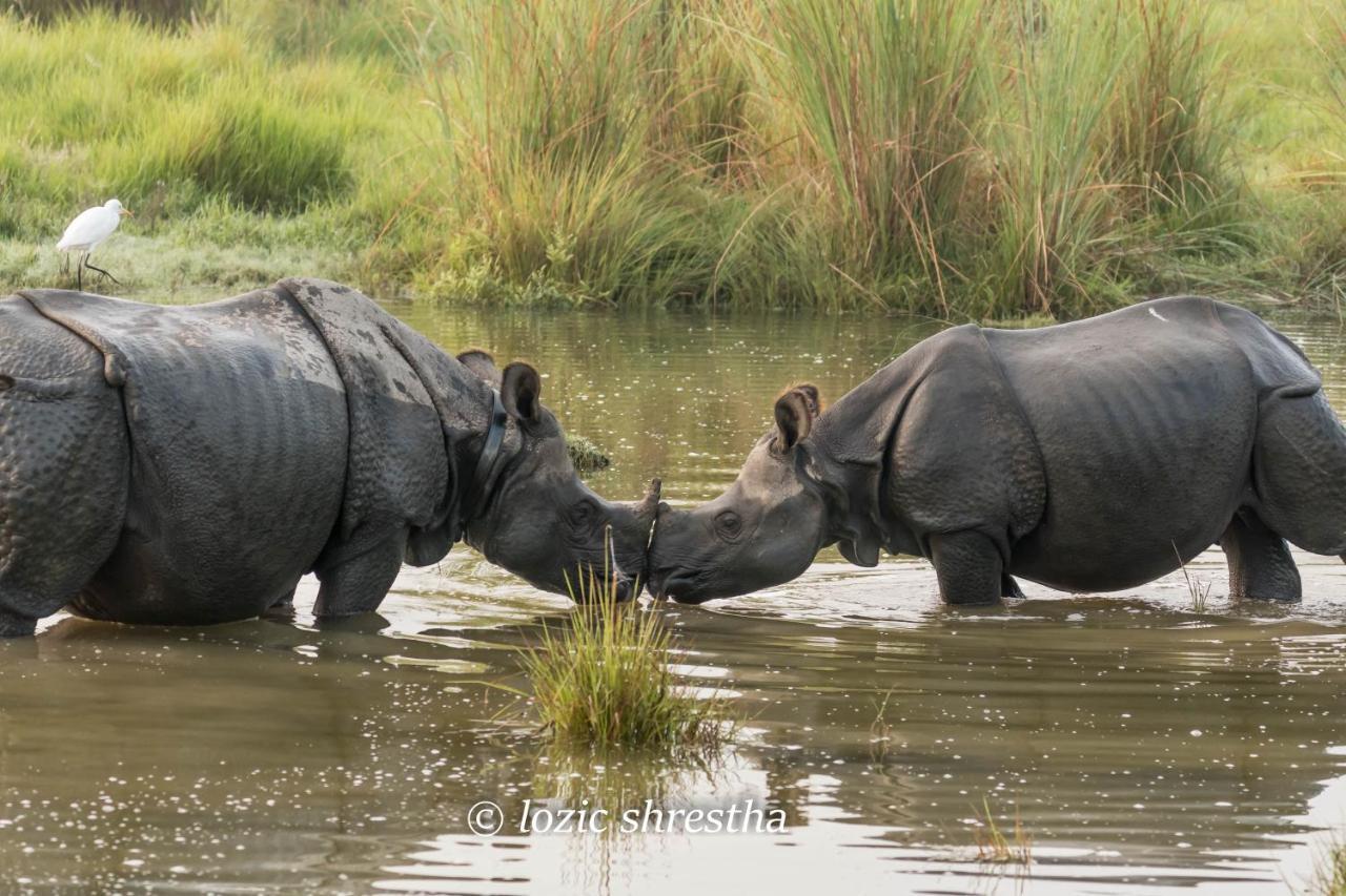 Eden Jungle Resort Sauraha Luaran gambar