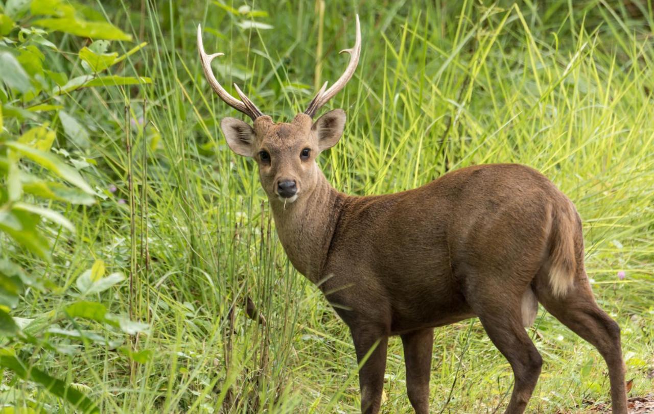 Eden Jungle Resort Sauraha Luaran gambar