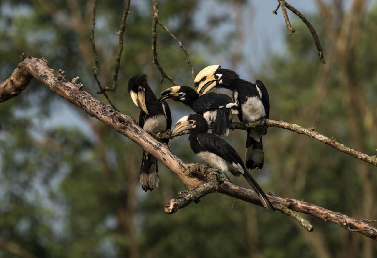 Eden Jungle Resort Sauraha Luaran gambar