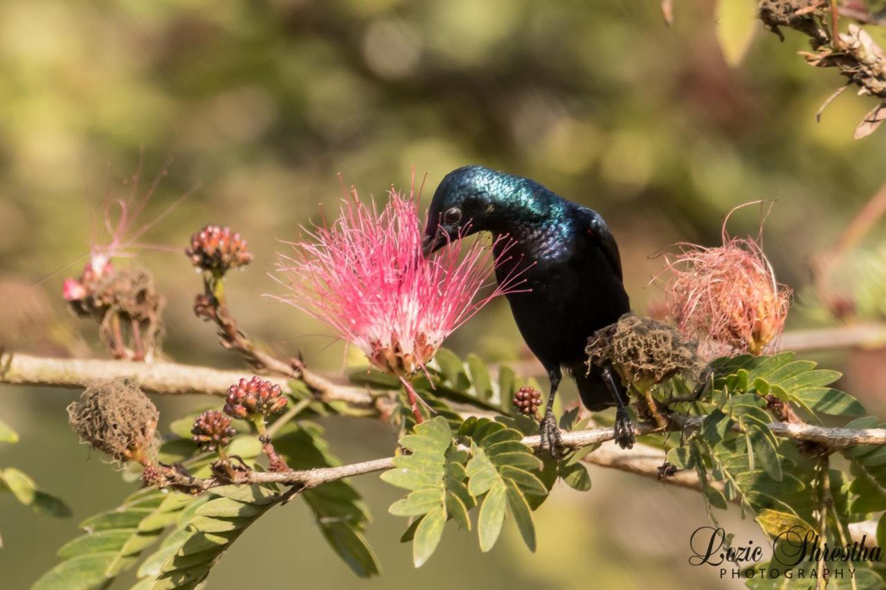 Eden Jungle Resort Sauraha Luaran gambar
