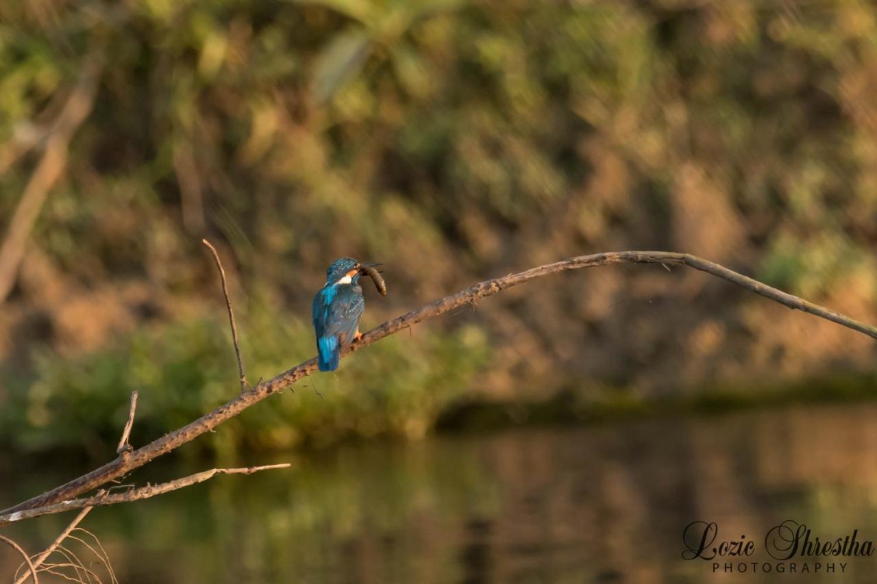 Eden Jungle Resort Sauraha Luaran gambar