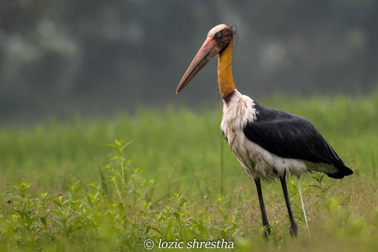 Eden Jungle Resort Sauraha Luaran gambar