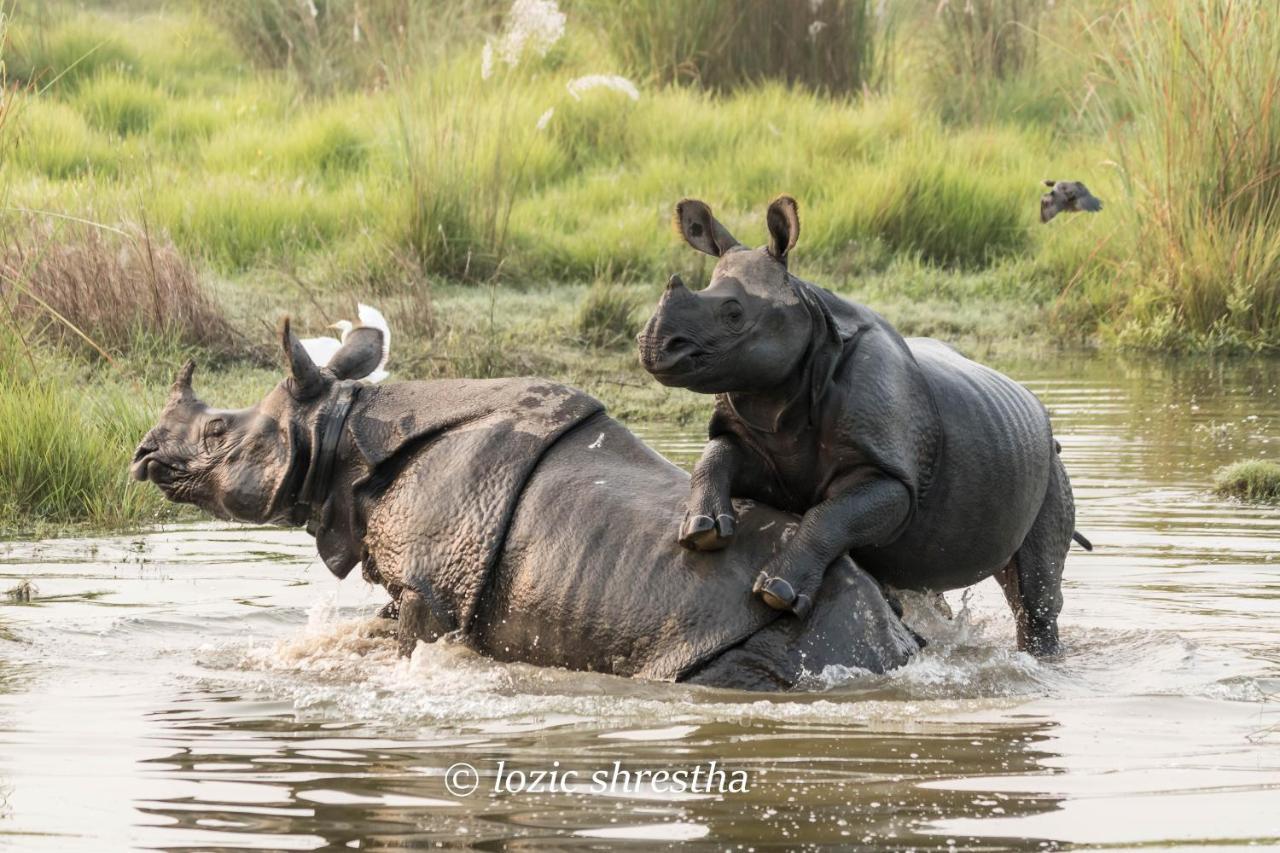 Eden Jungle Resort Sauraha Luaran gambar