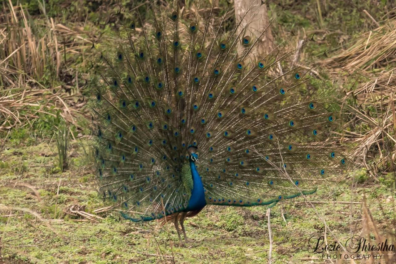 Eden Jungle Resort Sauraha Luaran gambar