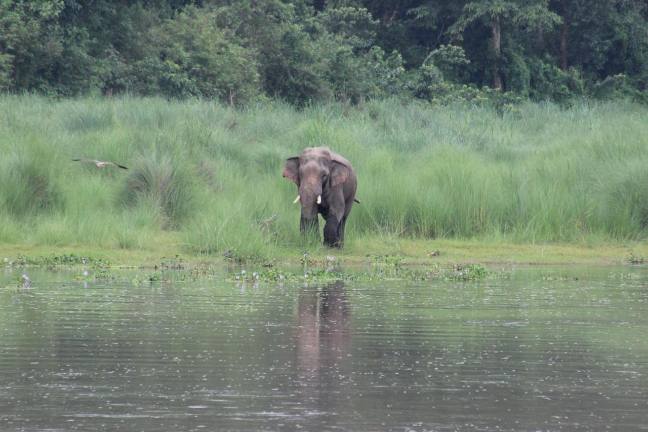 Eden Jungle Resort Sauraha Luaran gambar