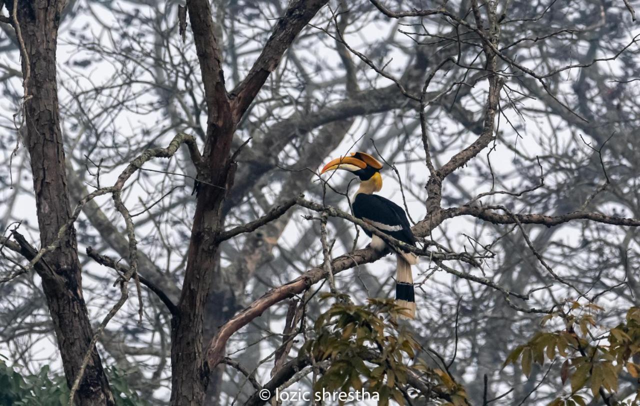 Eden Jungle Resort Sauraha Luaran gambar